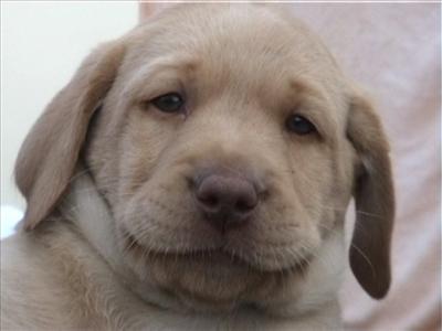 my dog