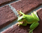 American Green Tree Frog