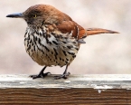 Brown Thrasher