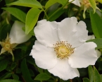 The Cherokee Rose