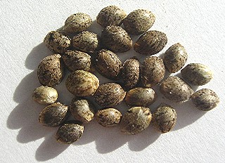 Semillas de Marihuana
