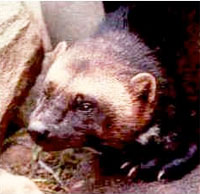 a rabid wolverine