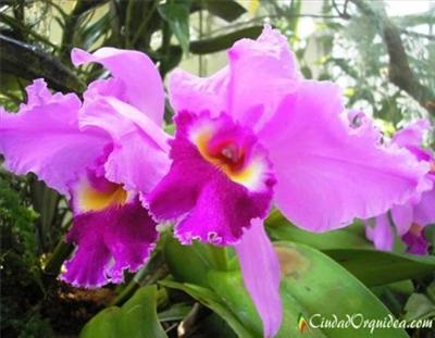 Orquidea