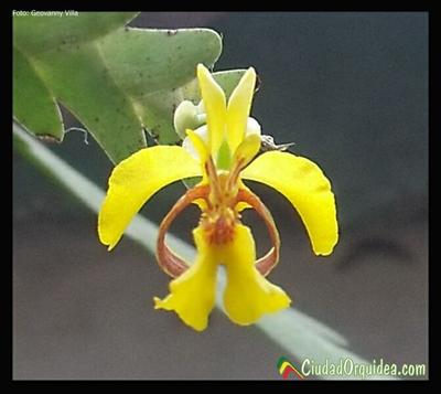 Orquidea