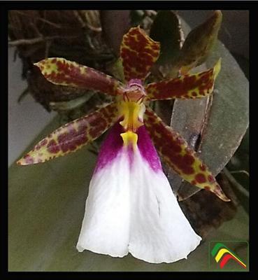 Orquidea