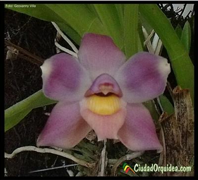Orquidea