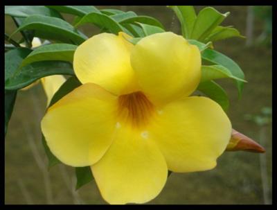 Flor