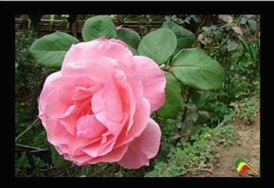 Rosa