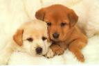 puppies2