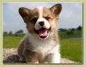 puppy