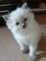 kitty