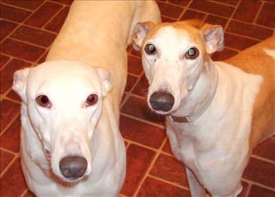 Willow and Fallon