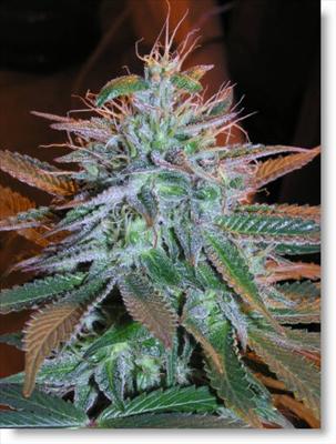 White Widow
