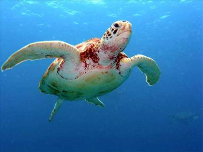Turtle