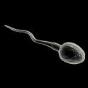 Sperm