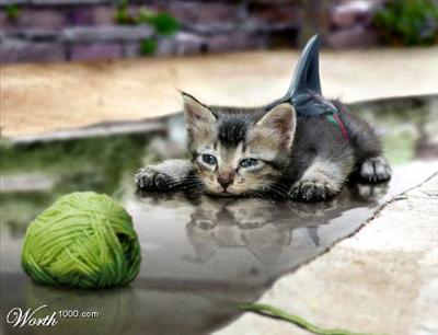 pounce
