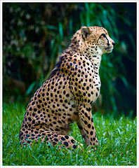cheetah