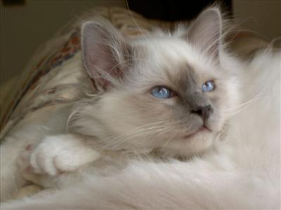 Birman