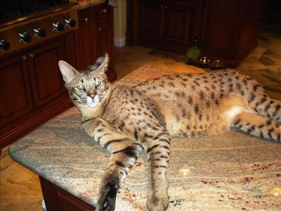 big kitty