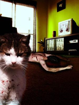 Killer Kittie