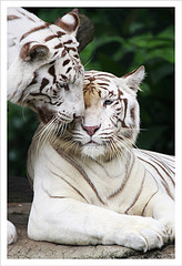 Family Kittie