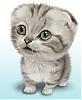 Gatito