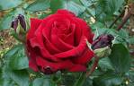 Rose.Flower
