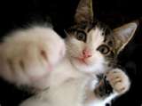 punching cat