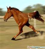 horse funny