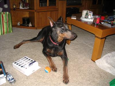 dog