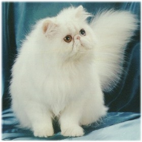 persian cat