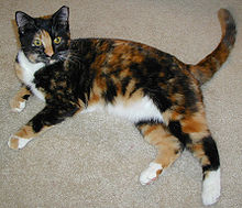 tortoiseshell cat