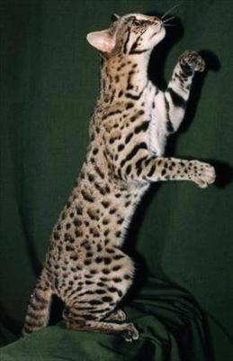 bangel cat