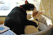 2 cat patrol