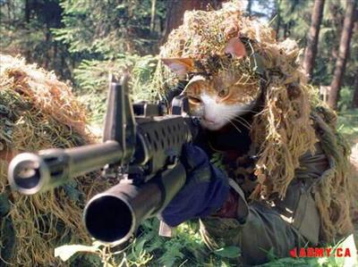 sniper cat
