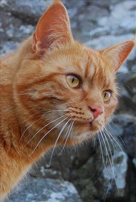 orange cat
