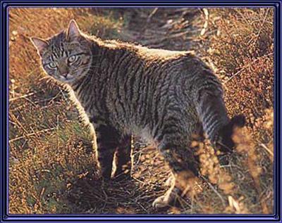 a cat leader