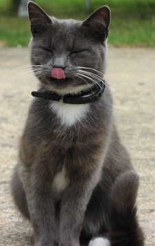 grey cat