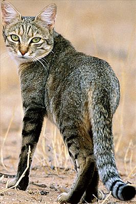 female cat