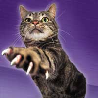 assassin cat