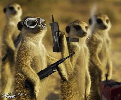 meer cat mercenaries