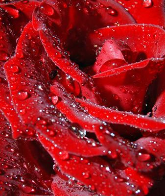 rose of passion