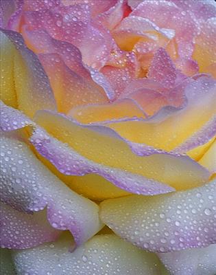 rose closeup