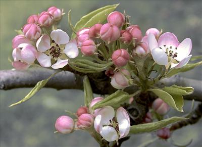 spring flowers