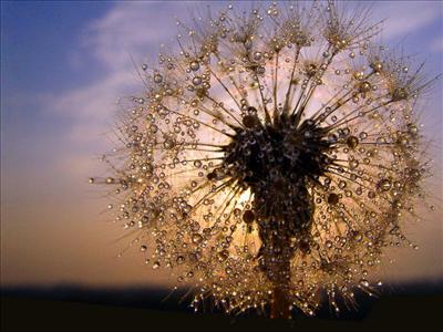 dandelion