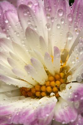 tenderness
