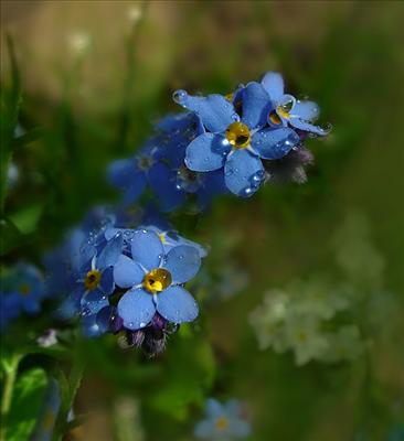 wildflowers