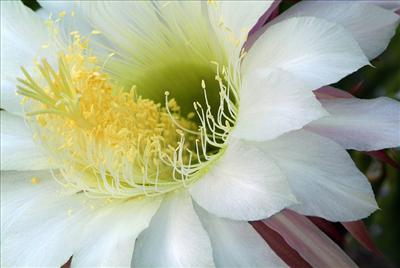echinopsis