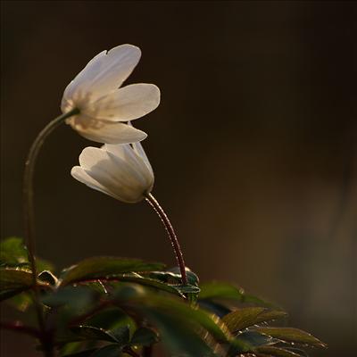 embracing