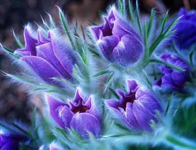 blue flowers